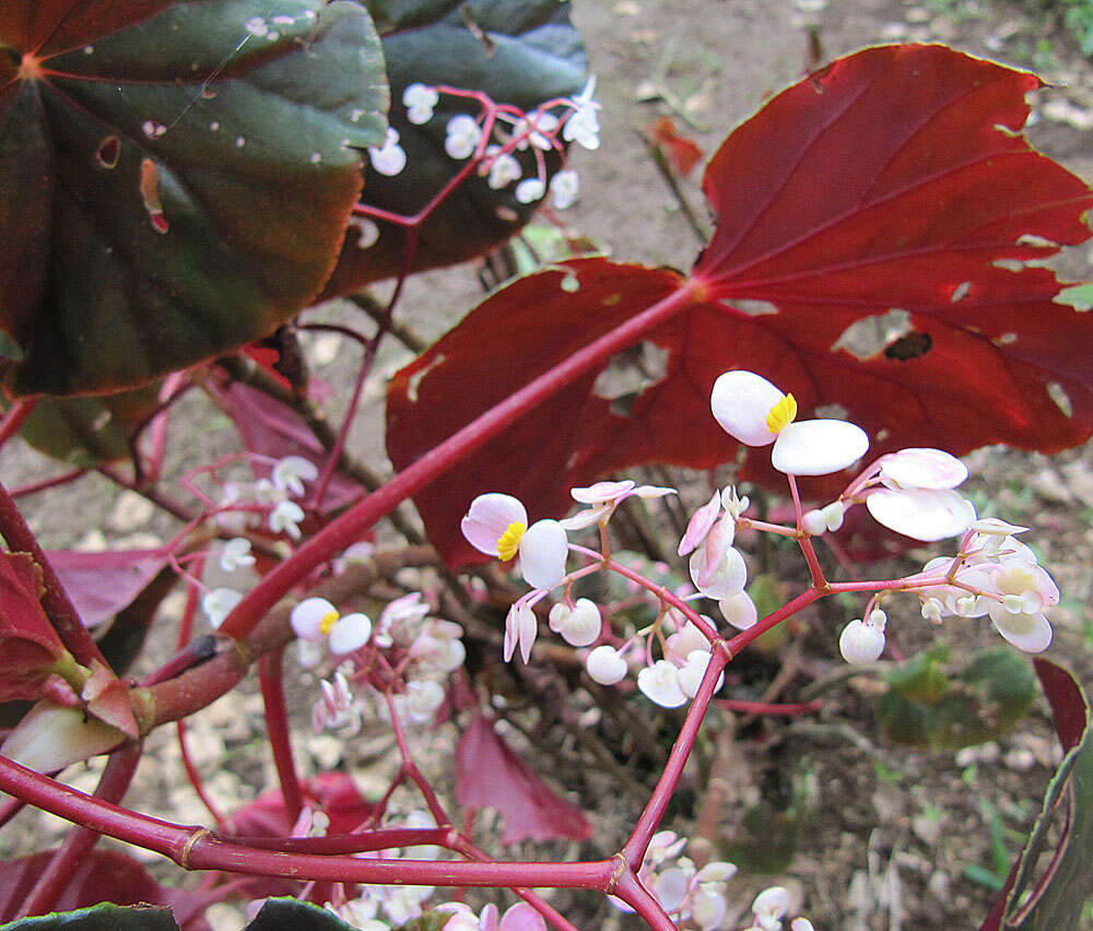 Image of Begonia multinervia Liebm.