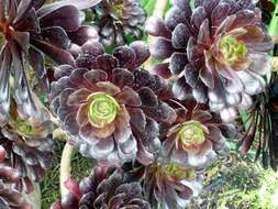 Image of aeonium