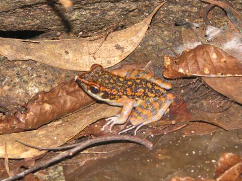 Image of Pulchrana picturata (Boulenger 1920)