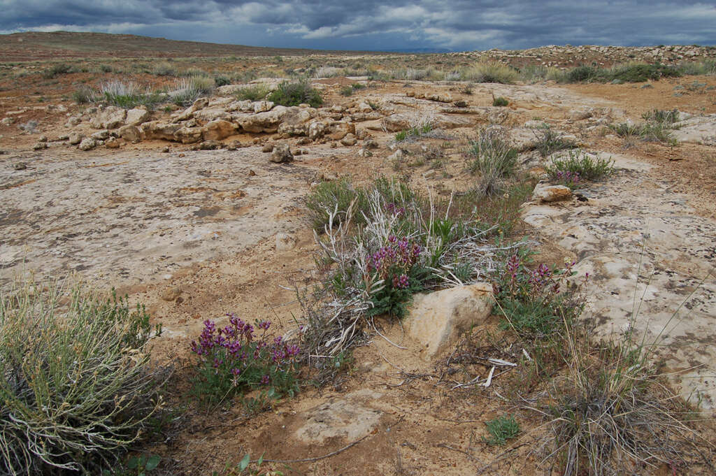Слика од Astragalus desperatus M. E. Jones