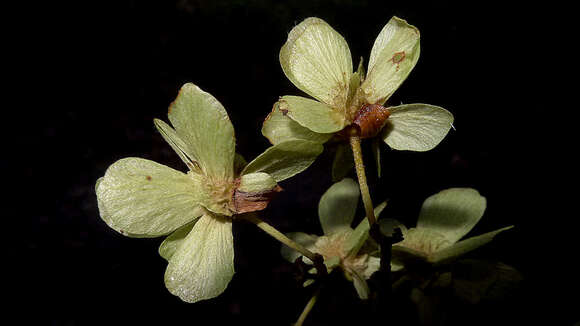 Image of Niedenzuella acutifolia (Cav.) W. R. Anderson