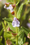 Image of small skullcap