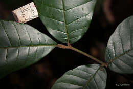 Image of mahogany family