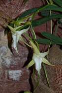 Image of Angraecum