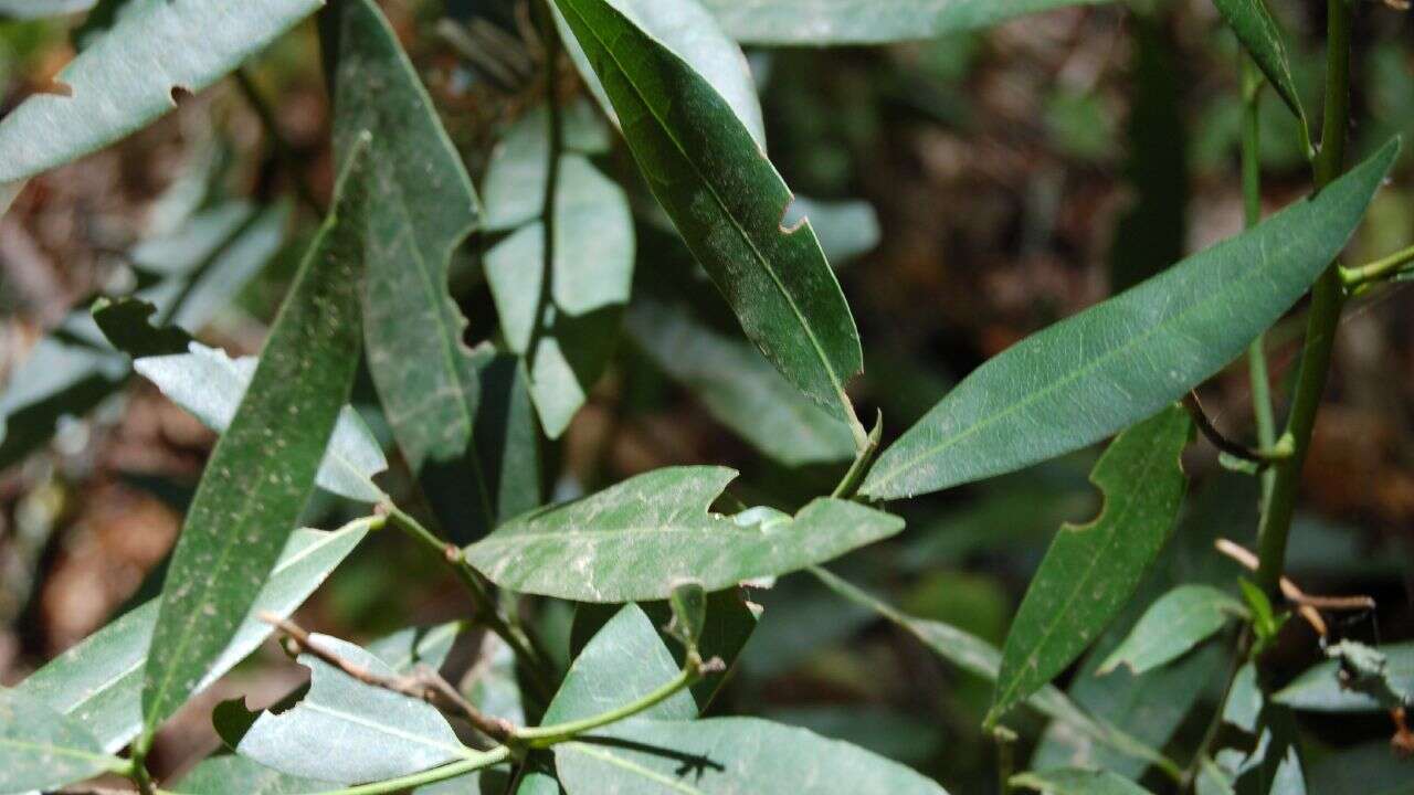 Image of California laurel