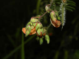 Image of Sensitive Joint-Vetch