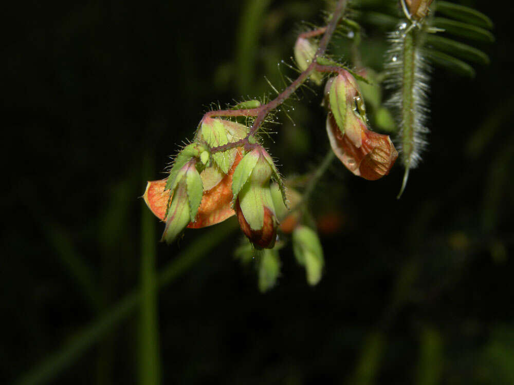 Image of Sensitive Joint-Vetch