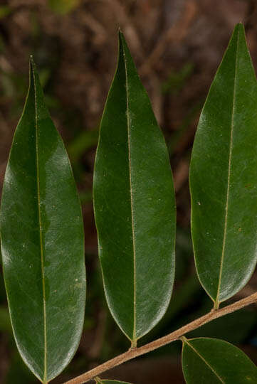 Image of xylopia