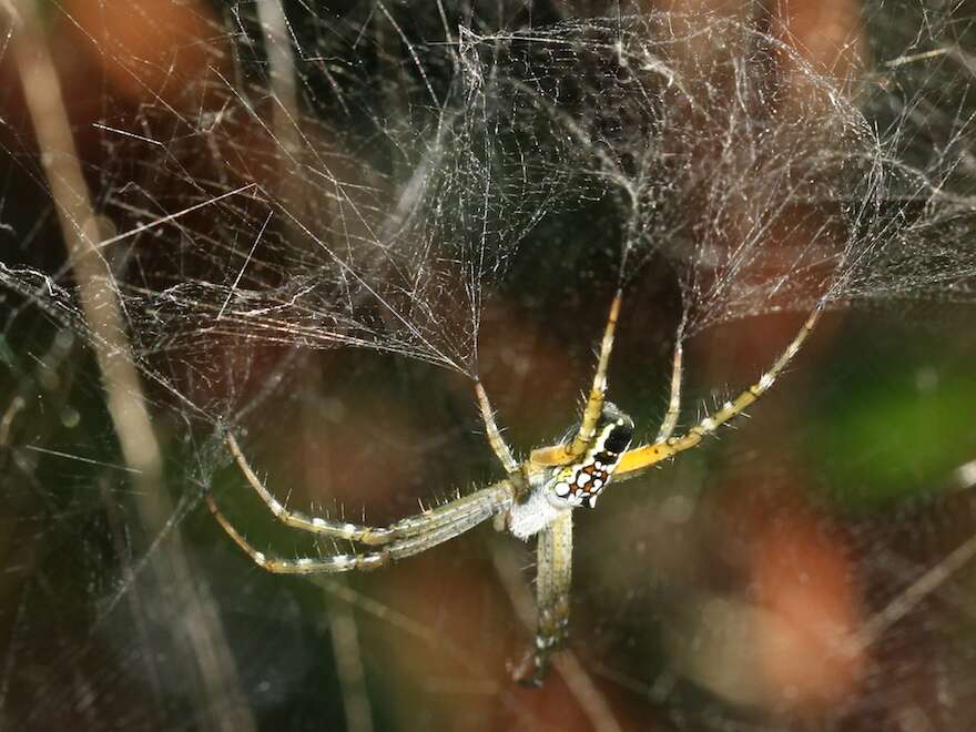 Imagem de Cyrtophora moluccensis (Doleschall 1857)