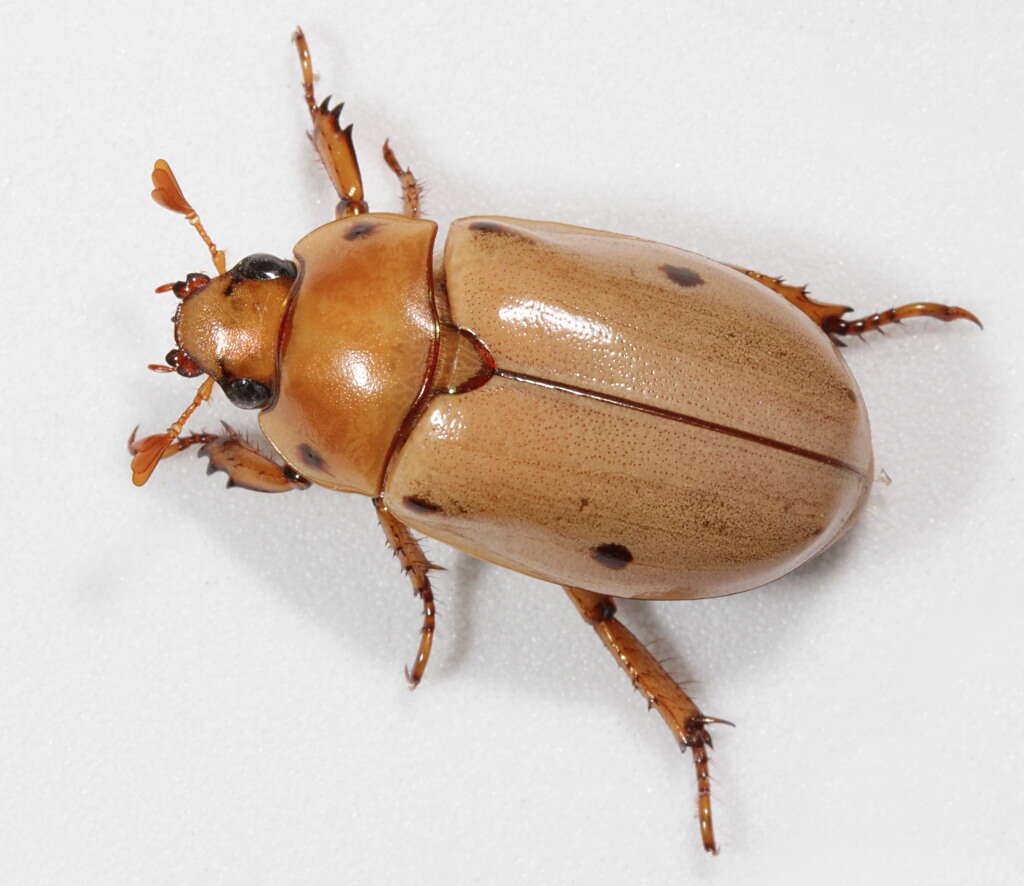 Sivun Pelidnota punctata (Linnaeus 1758) kuva