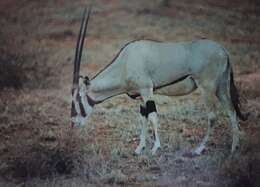 Image of <i>Oryx gazella beisa</i> (Rüppell 1835)