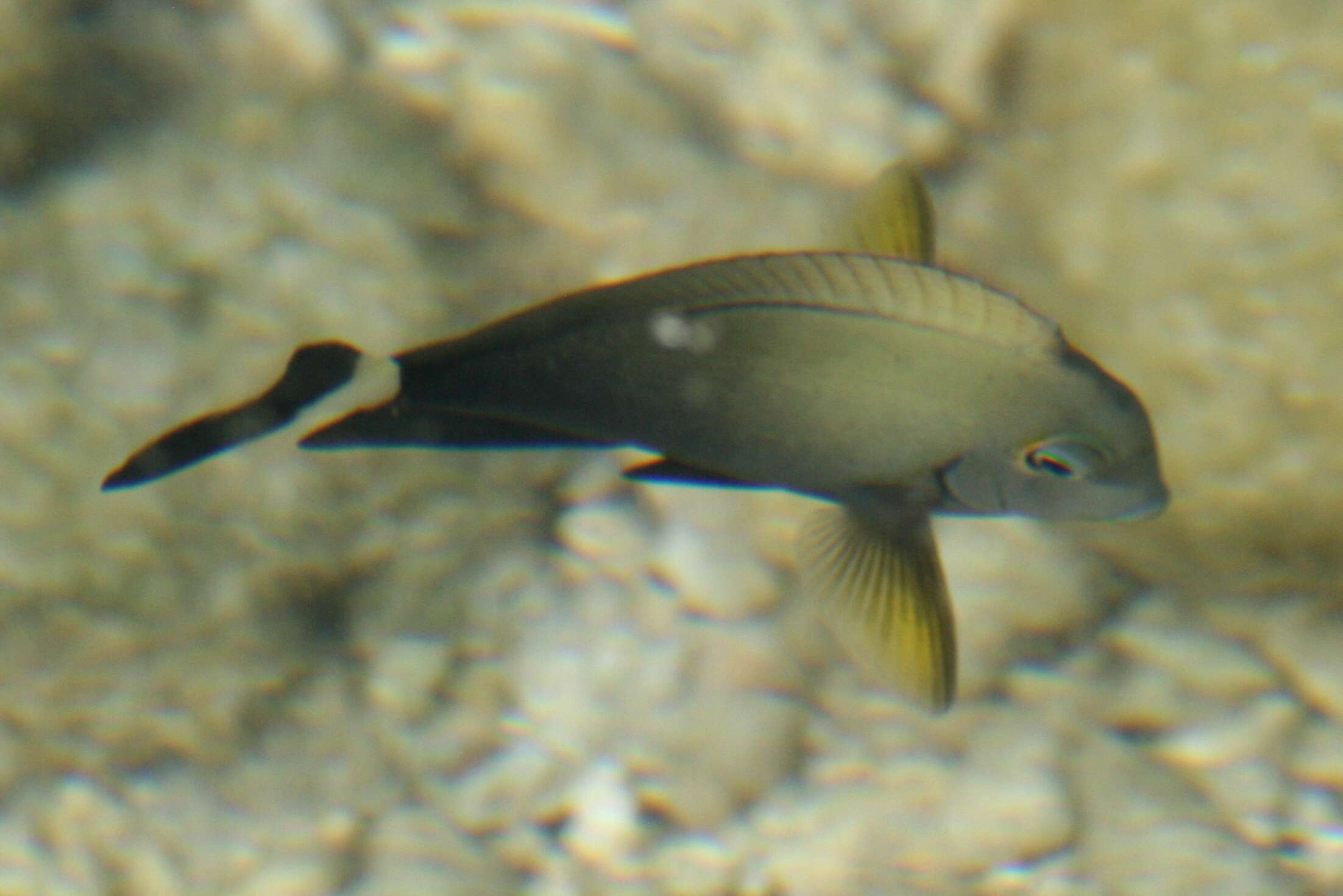 Image of Cuvier's Surgeonfish