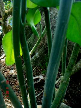 Image of Euphorbia bracteata Jacq.