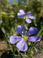 Image of flax