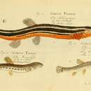 Image of Stone Loach