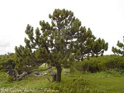 Image of Hartweg's Pine