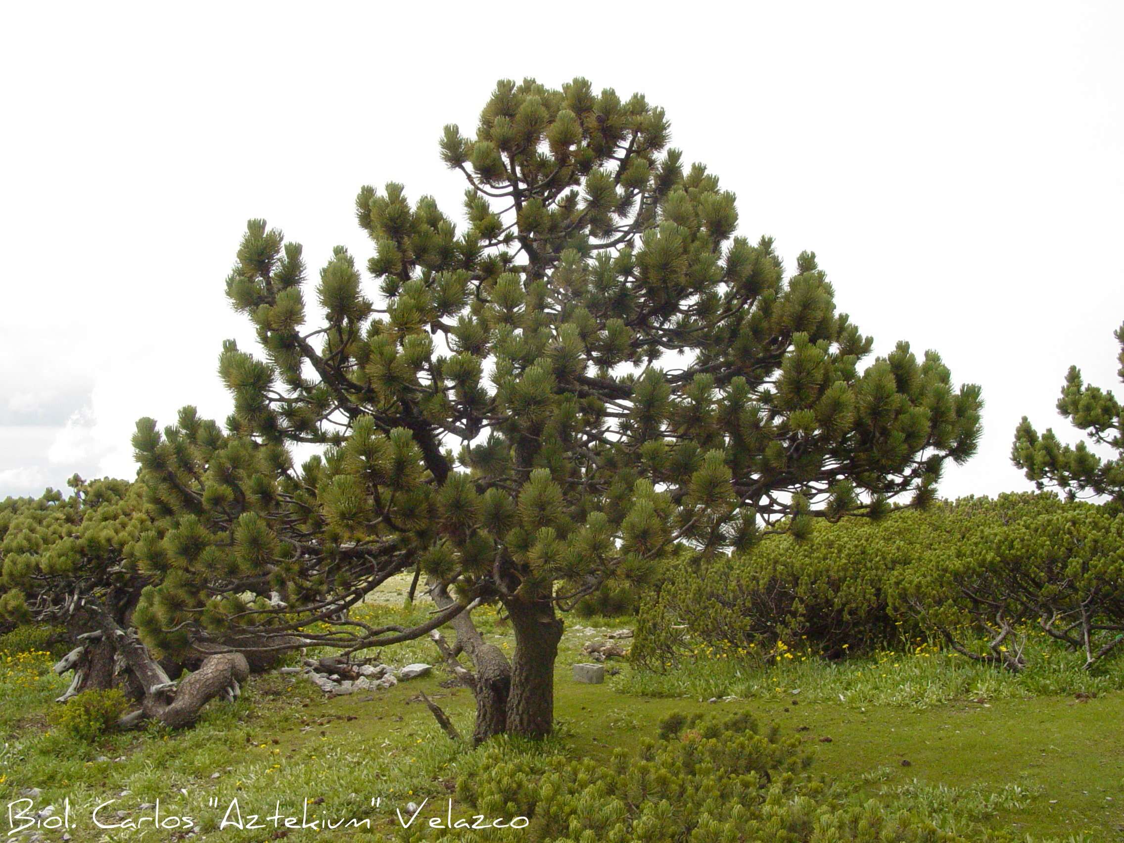 صورة Pinus hartwegii Lindl.