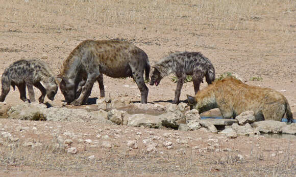 Image of Spotted Hyaenas