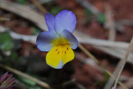 Image of Dwarf Pansy