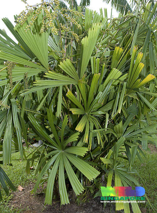 Image of Mangrove fan palm