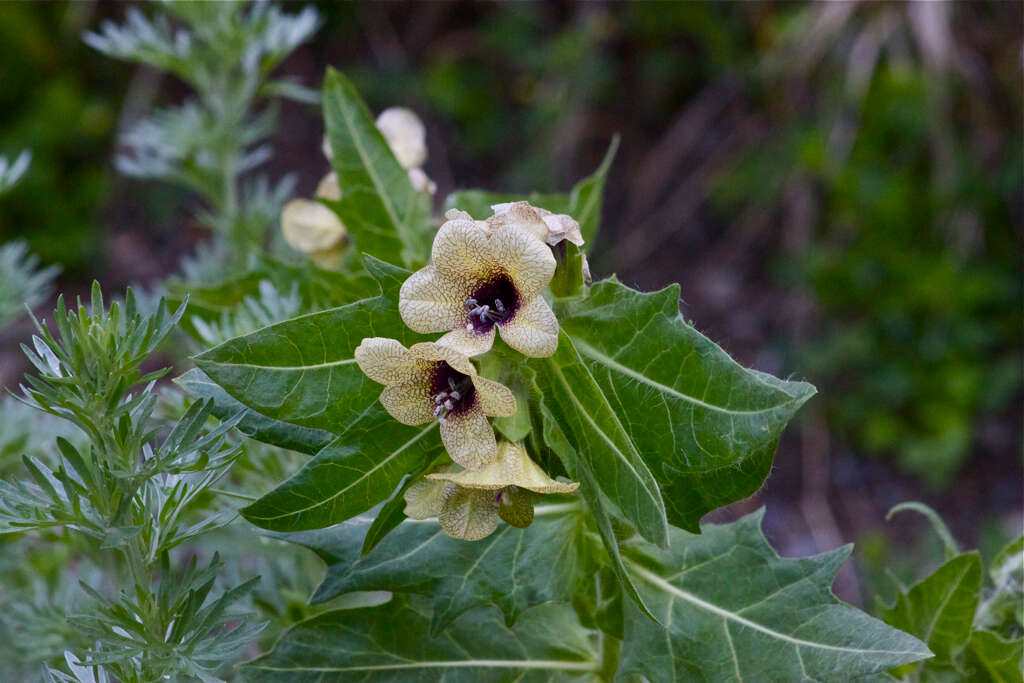 Image of black henbane