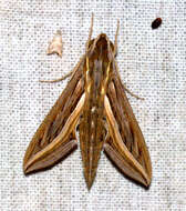 Image of Vine Hawk-Moth