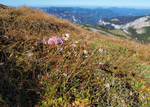 Image of Alpine Thrift