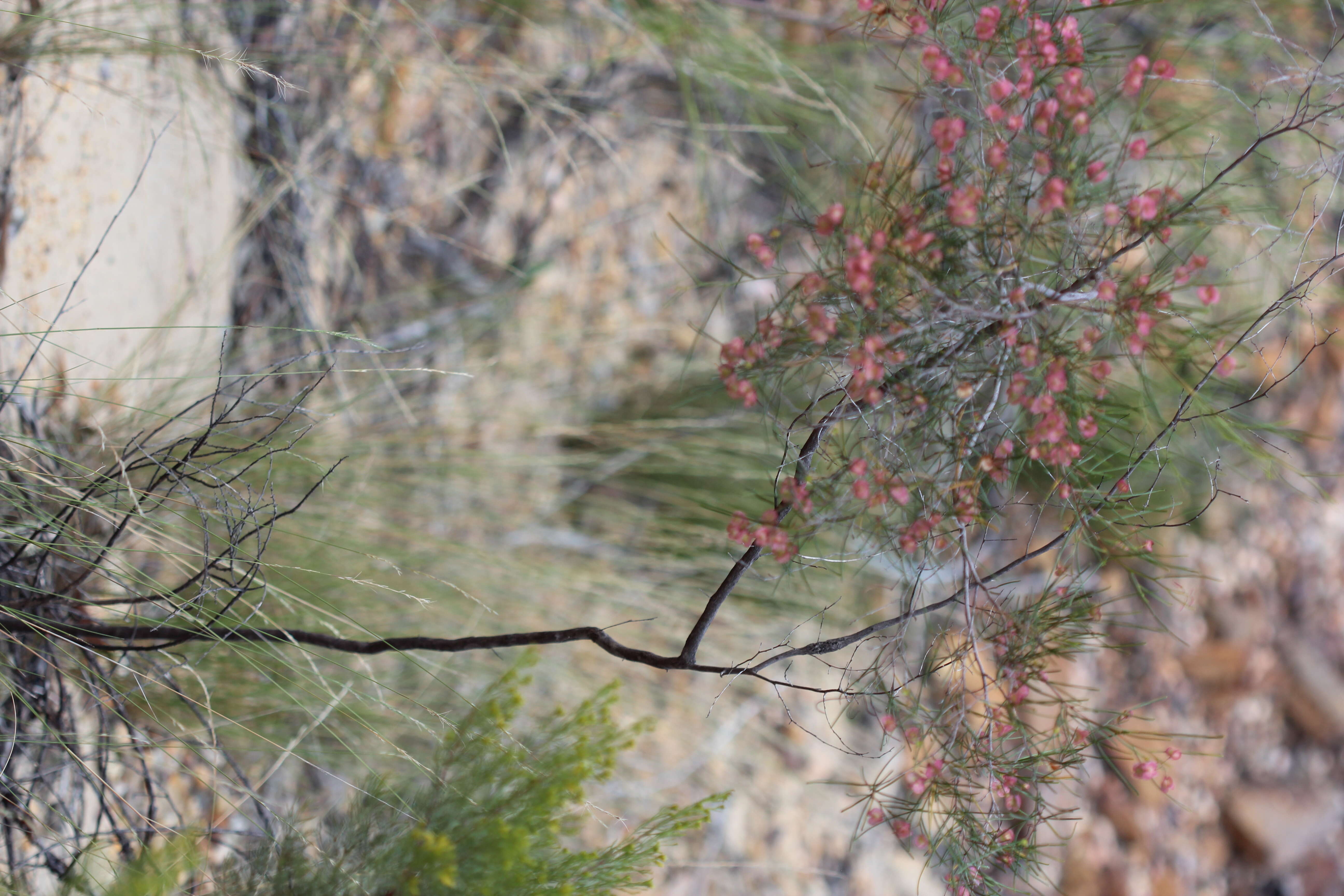 Image de Dodonaea filifolia Hook.