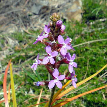 Image de Stylidium graminifolium Sw. ex Willd.