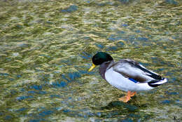 Image of Common Mallard