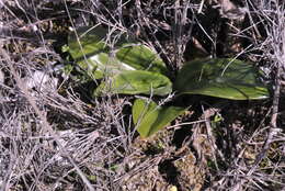 Image of Lizard orchid