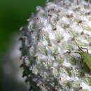 Image of Soybean aphid