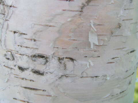 Image of birch