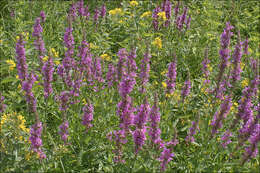 Image of loosestrife