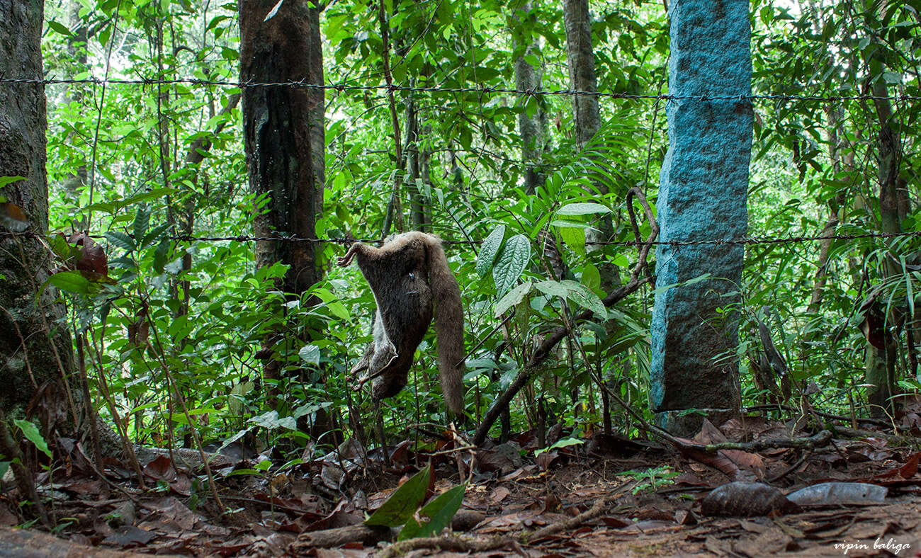 Image of Giant Flying Squirrels