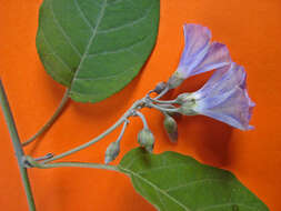 Image of clustervine