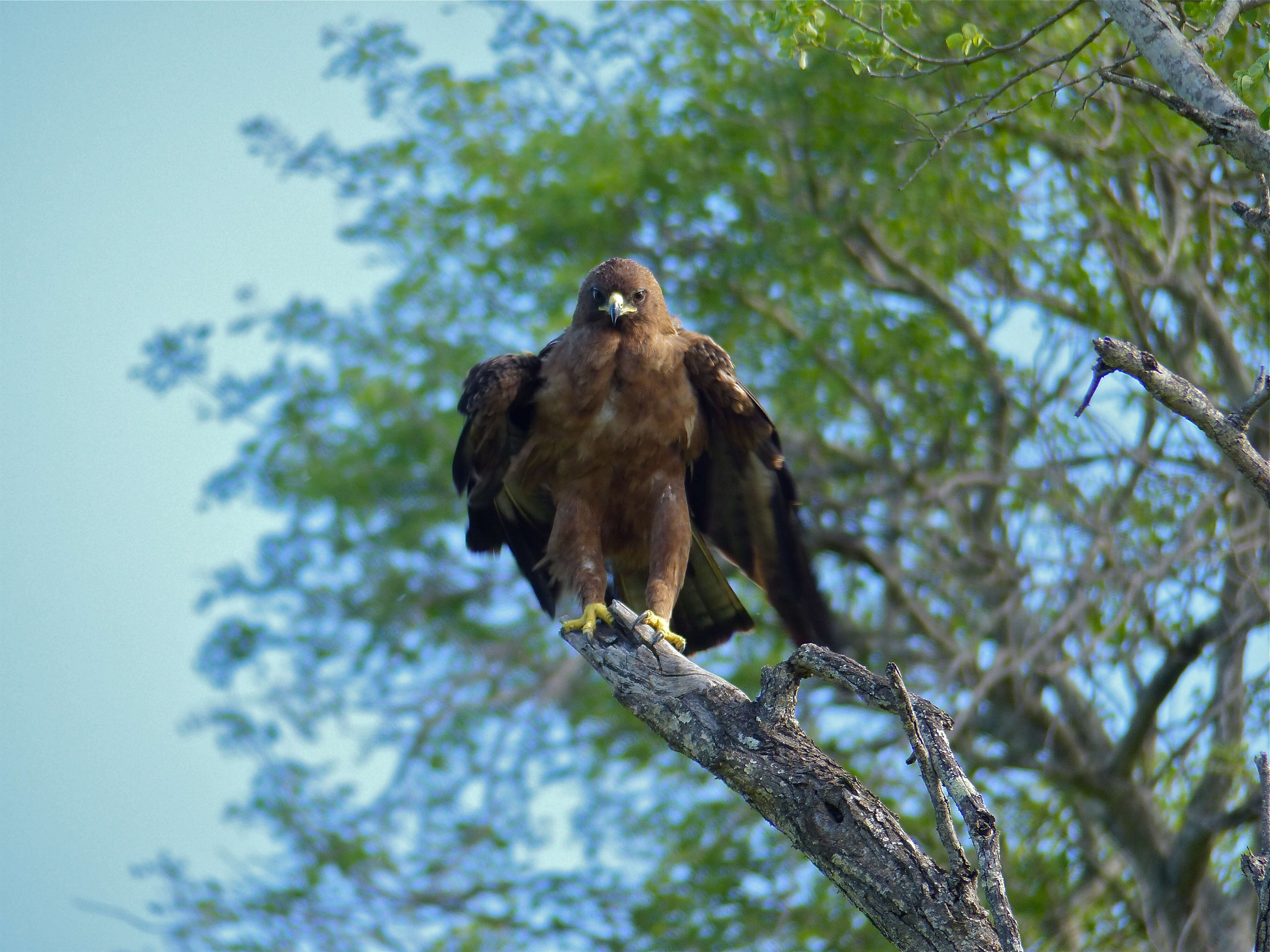 Image of Aquila