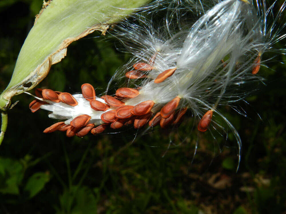 Image de Asclepias curassavica L.