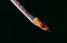 Siphlophis Fitzinger 1843 resmi