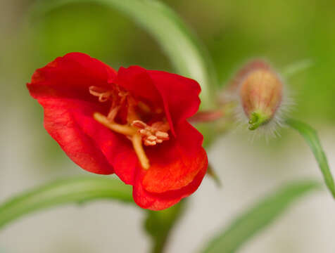 Image of Oenothera versicolor Lehm.