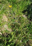 Image of Crepis praemorsa (L.) Tausch