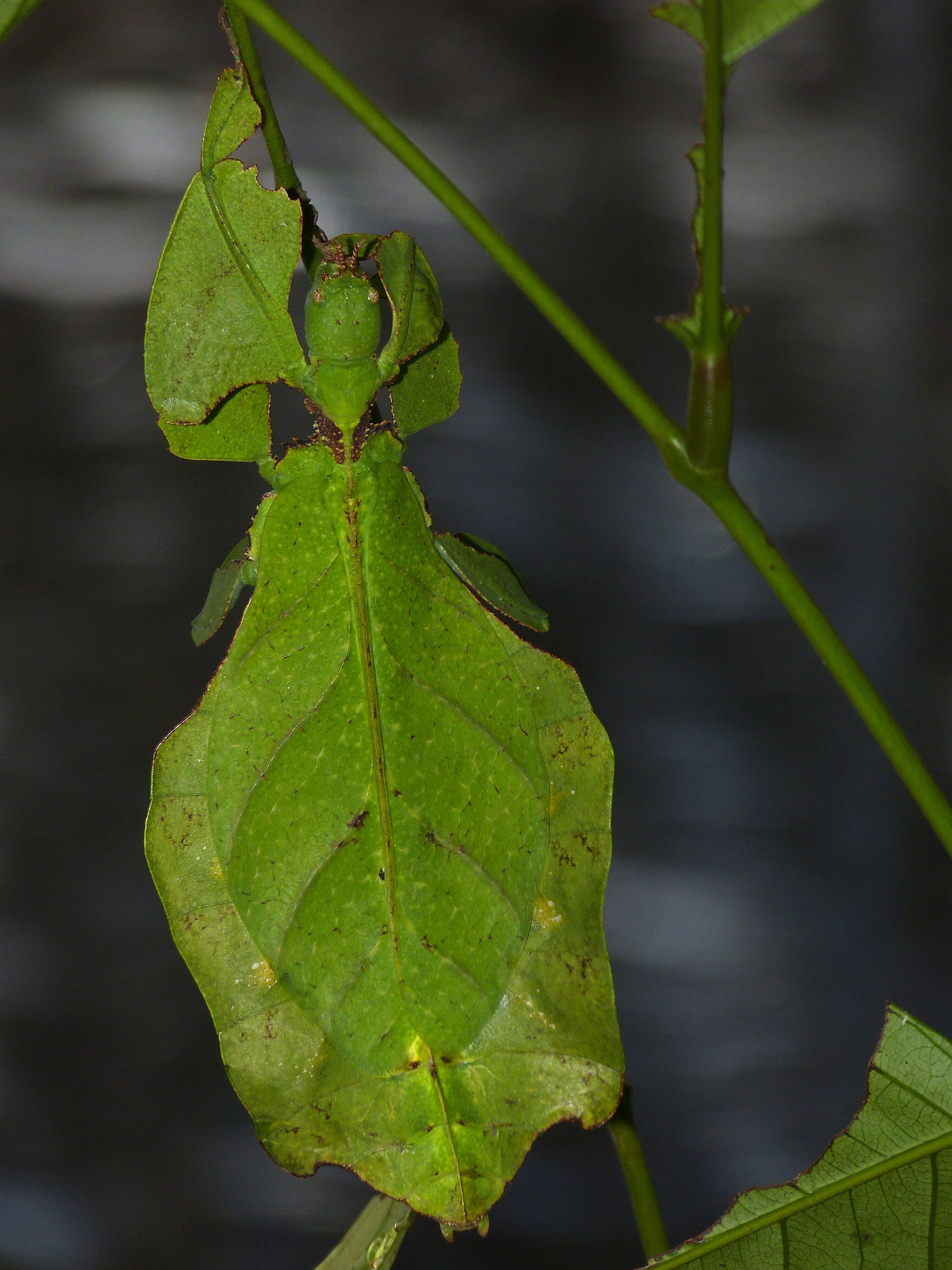 Слика од Phyllioidea