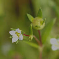 Image of Oldenlandia stocksii Hook. fil.