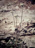 Image of Conospermum longifolium Sm.