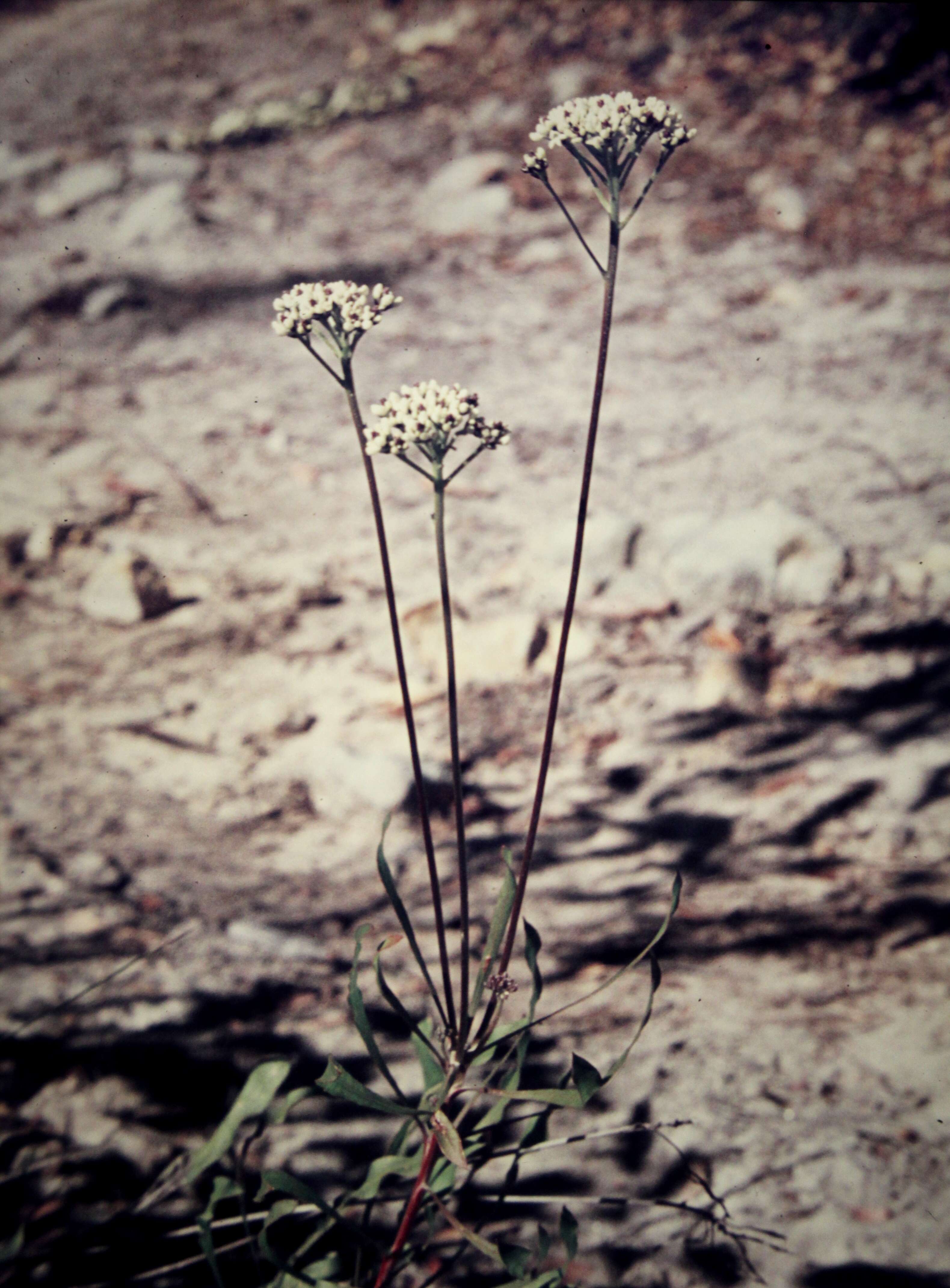 Image of Conospermum longifolium Sm.