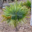 Image of Hemithrinax compacta (Griseb. & H. Wendl.) M. Gómez