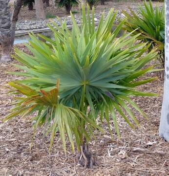 صورة Hemithrinax compacta (Griseb. & H. Wendl.) M. Gómez