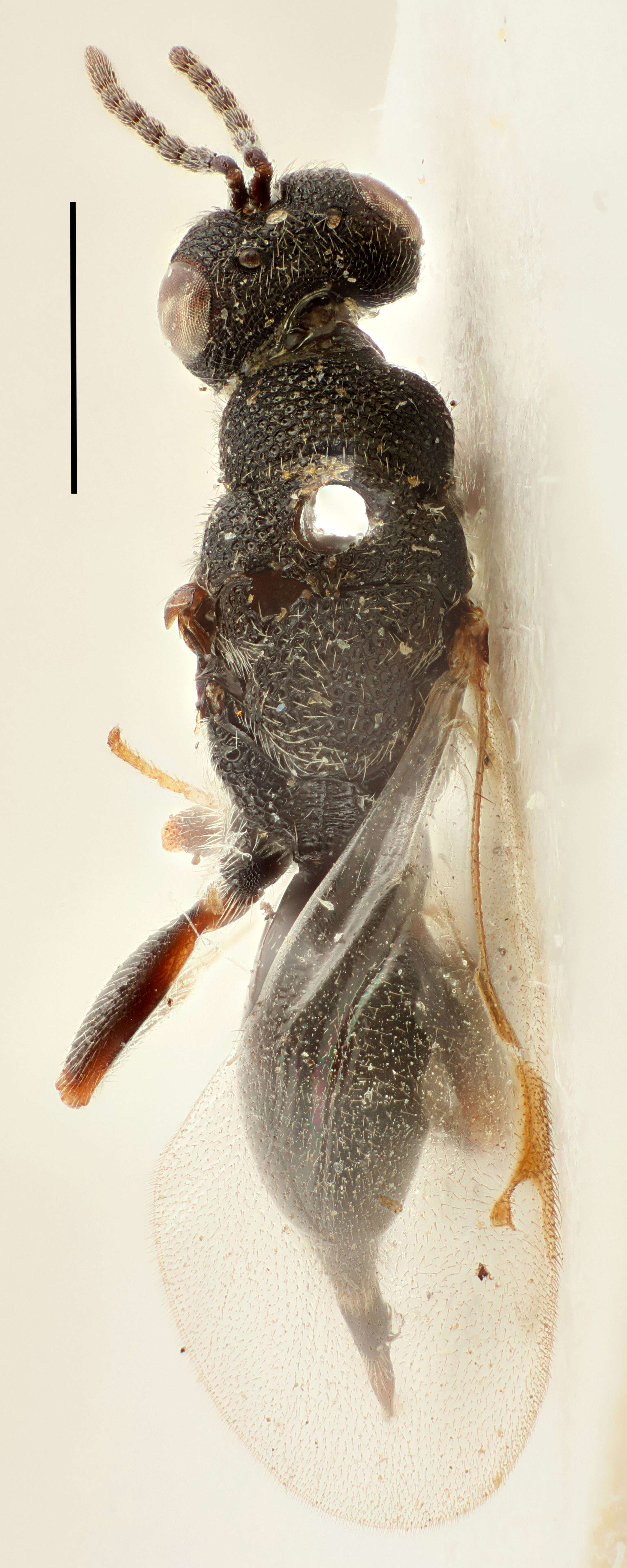 Слика од Eurytomidae