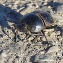 Image of Flightless dung beetle