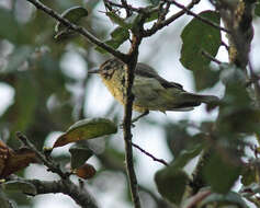 Image of Vireo Vieillot 1808